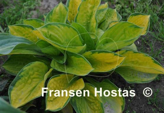 Hosta Rainforest Sunrise - Fransen Hostas